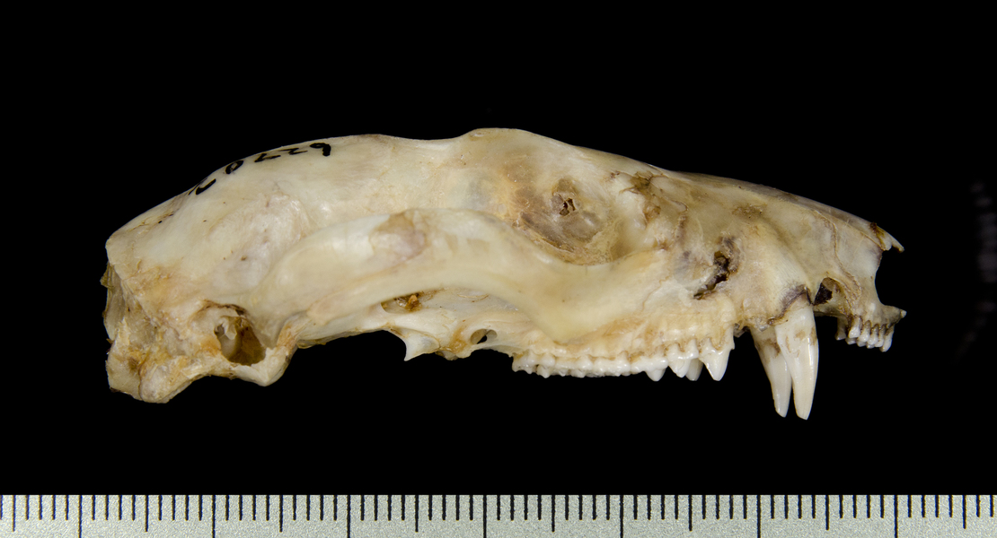 lateral2594