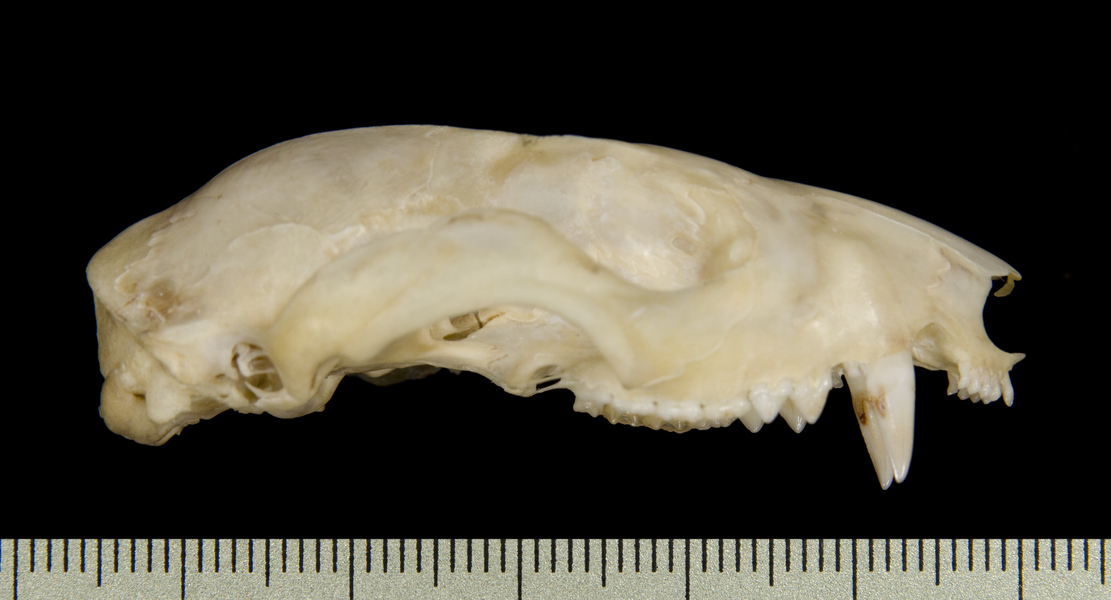 lateral2586