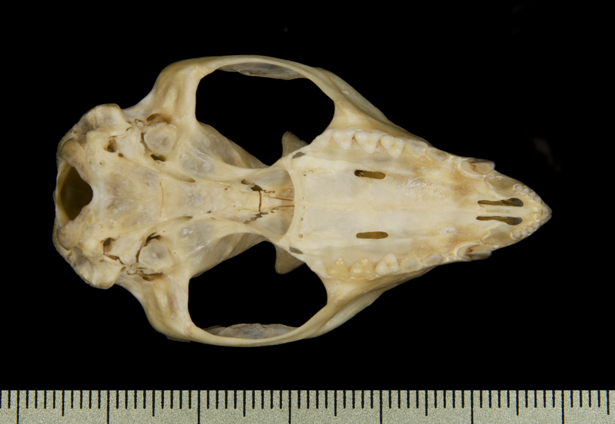 ventral2588