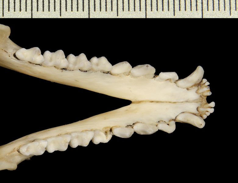 ltr2605