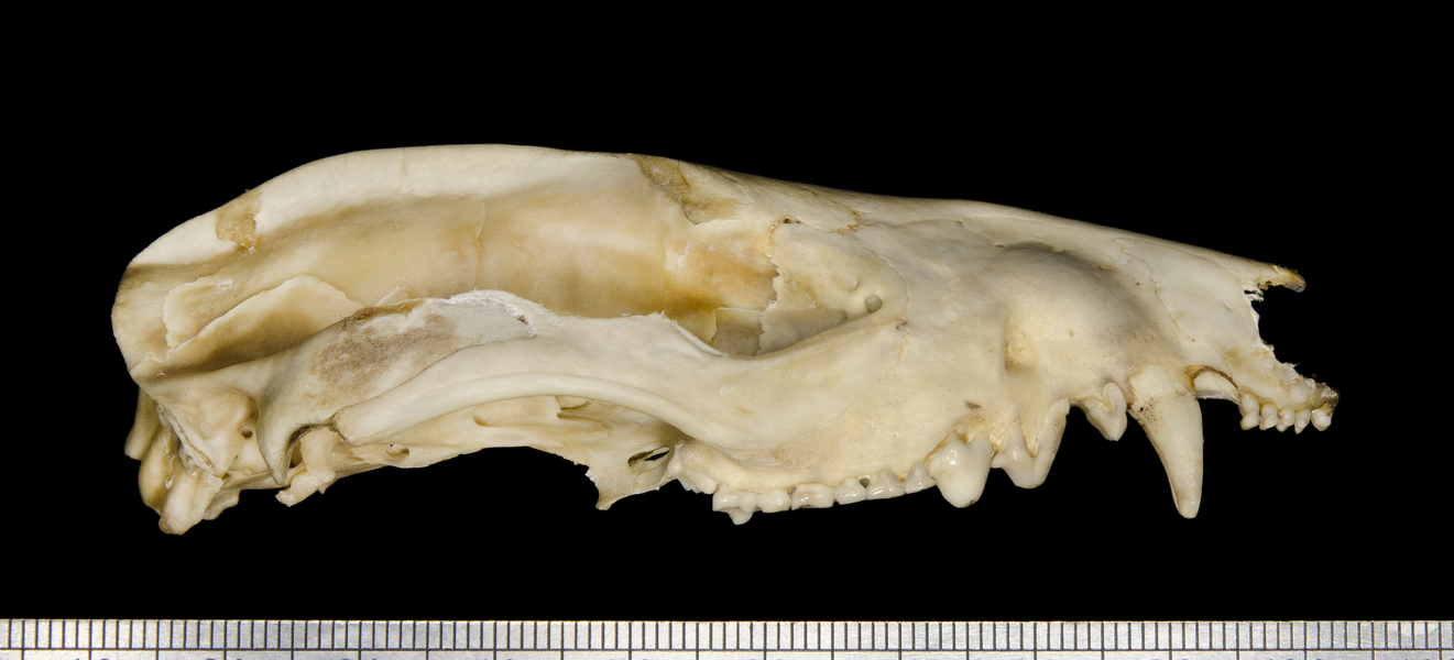 lateral2553