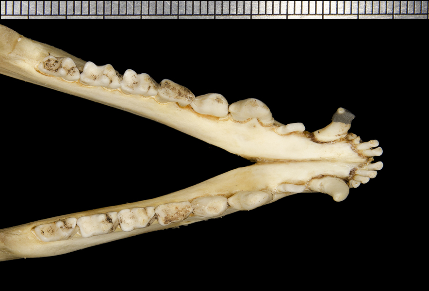 ltr2556