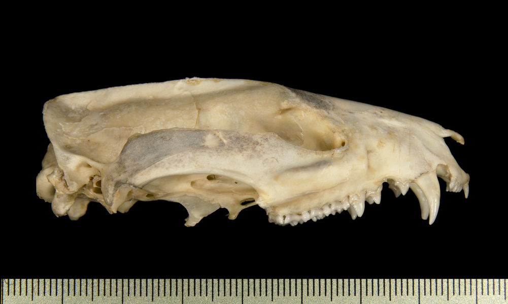 lateral2608