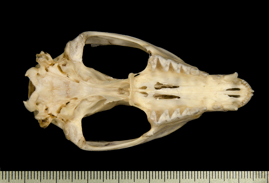 ventral2609