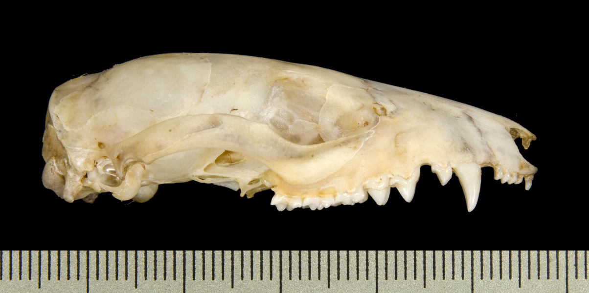 lateral2633