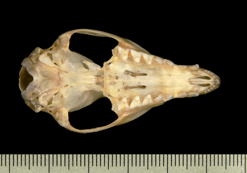 ventral2634