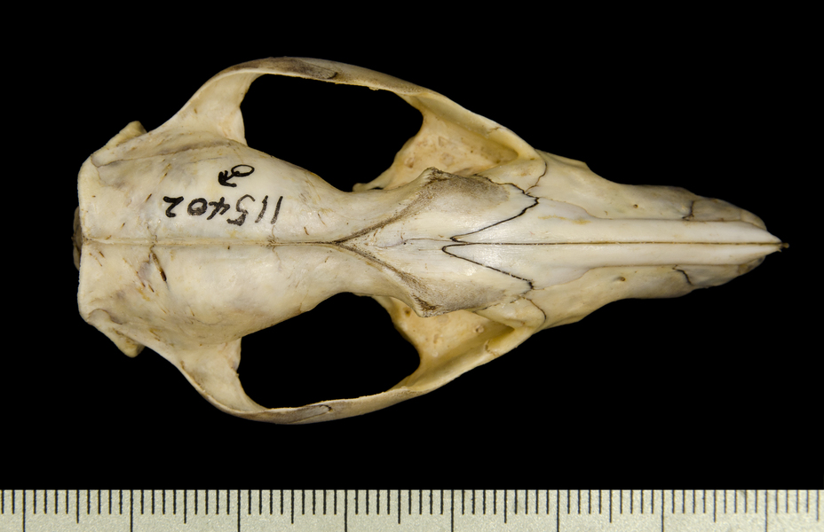 dorsal2627