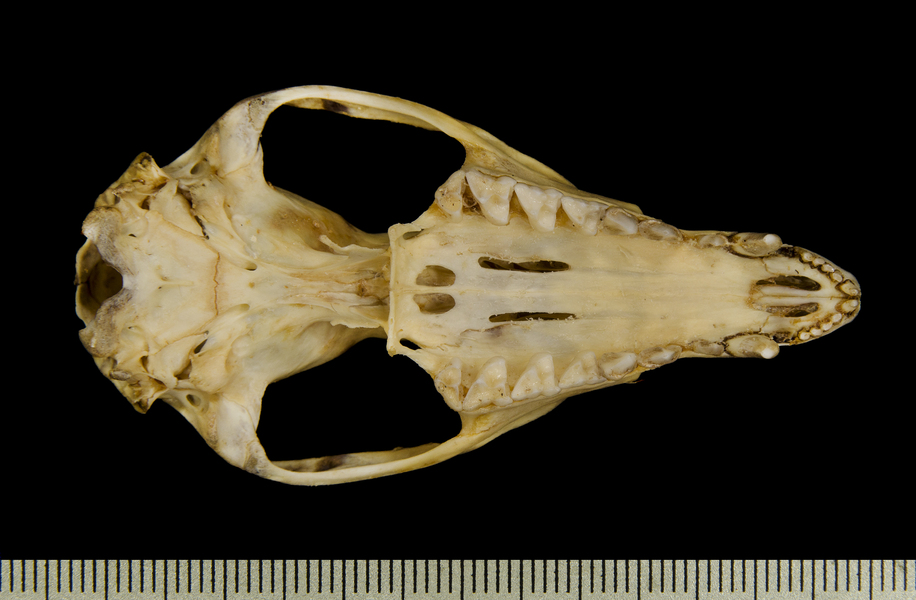 ventral2629