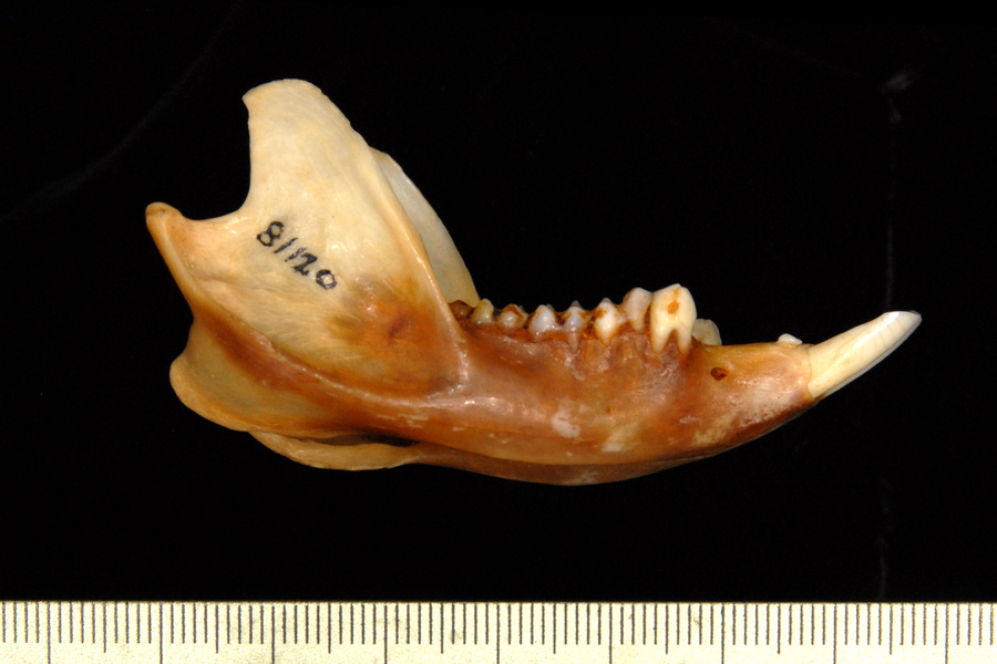 lower_lateral0009