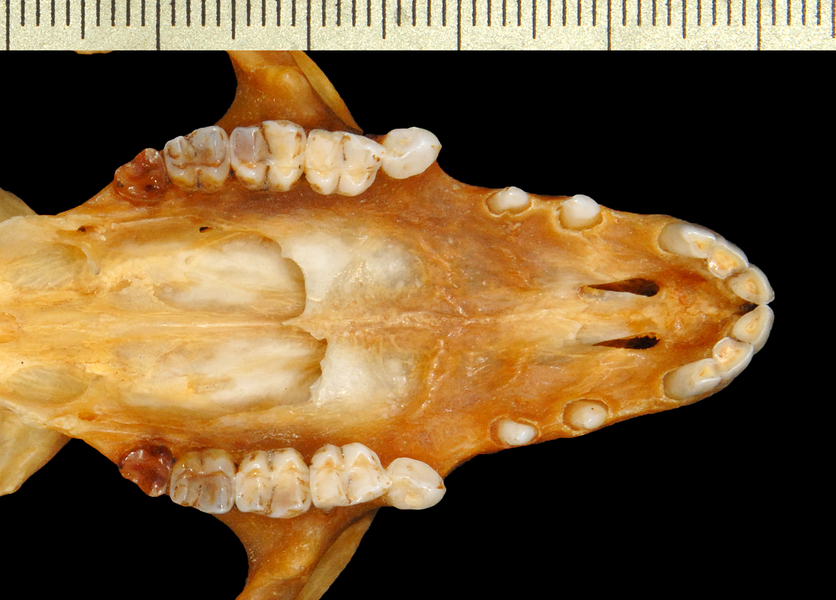 utr0008