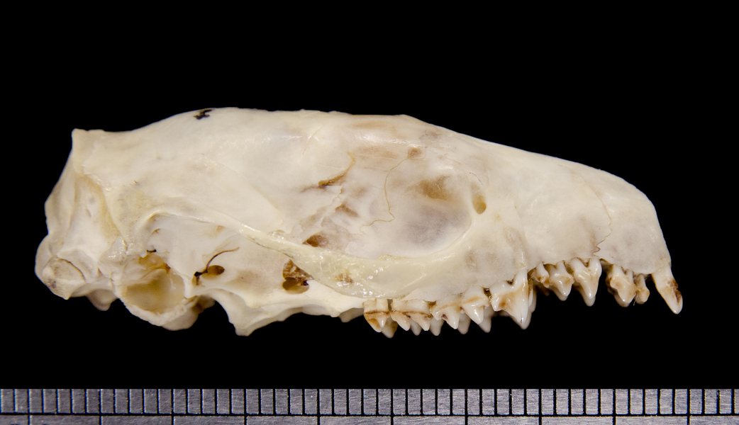 lateral6289