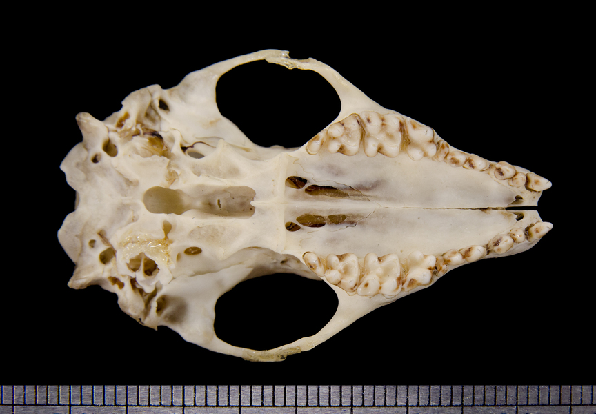 ventral6290