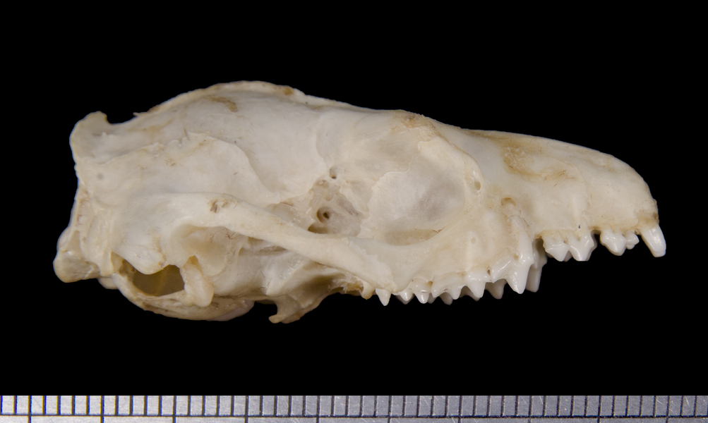 lateral6262