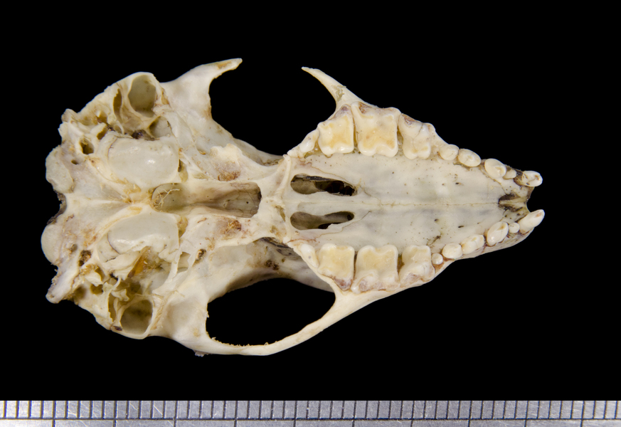 ventral6268
