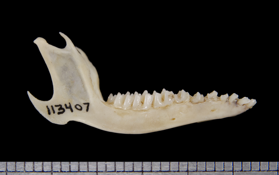 lower_lateral6307