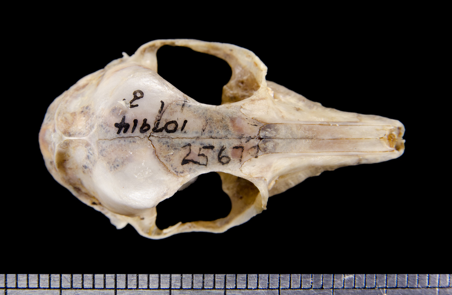 dorsal6299