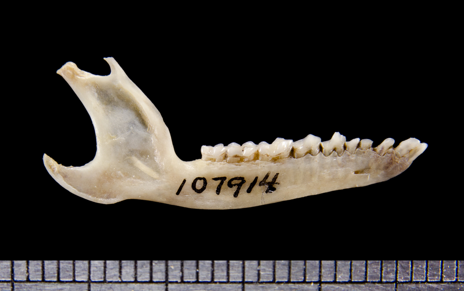 lower_lateral6302