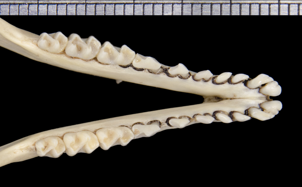 ltr6313