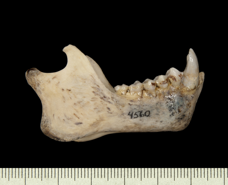lower_lateral6593