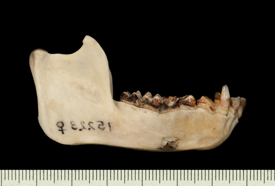 lower_lateral0022