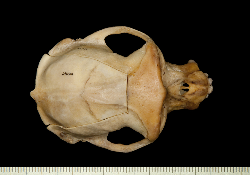 dorsal0033