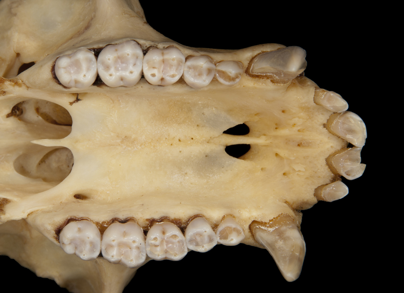 utr0038