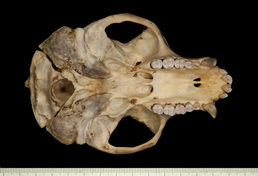 ventral0036