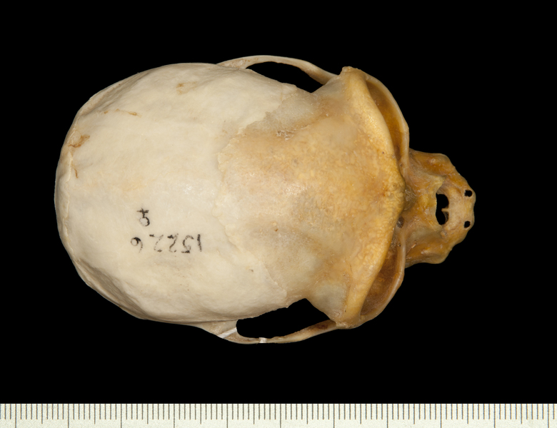 dorsal0024