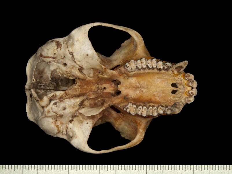 ventral0056