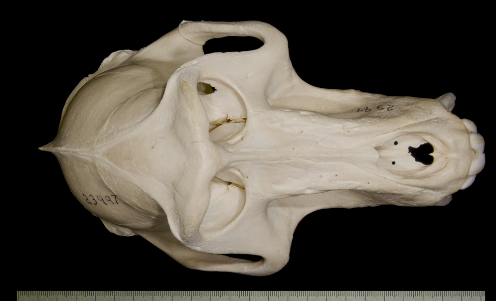dorsal5430
