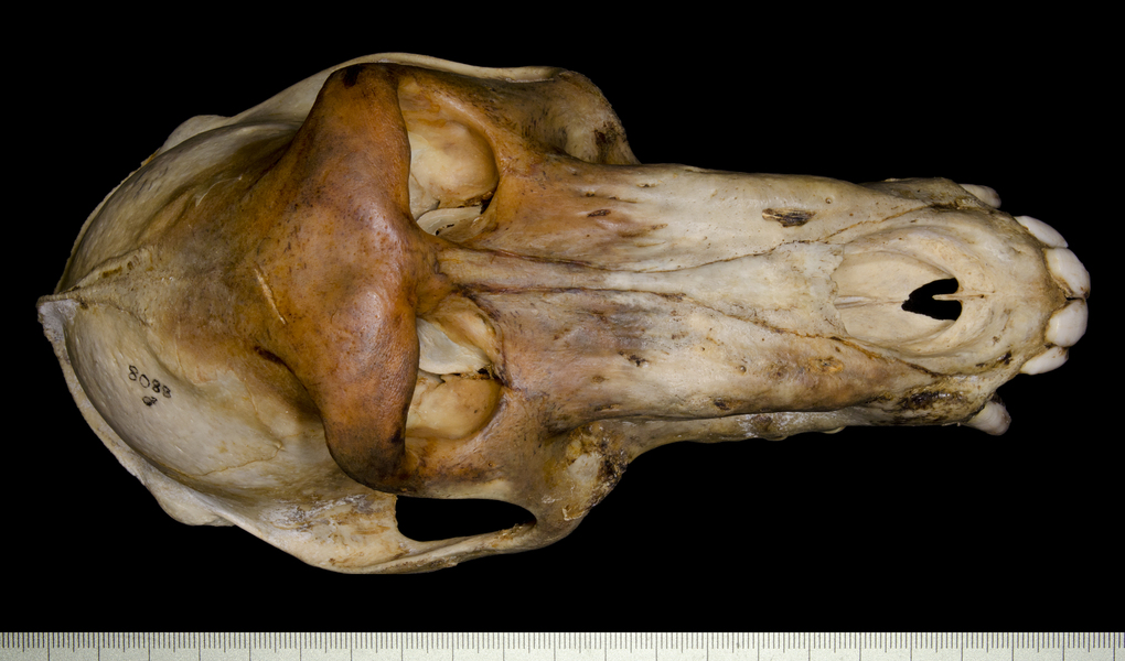 dorsal5418