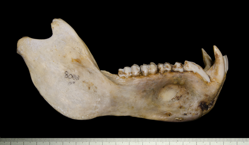 lower_lateral5429