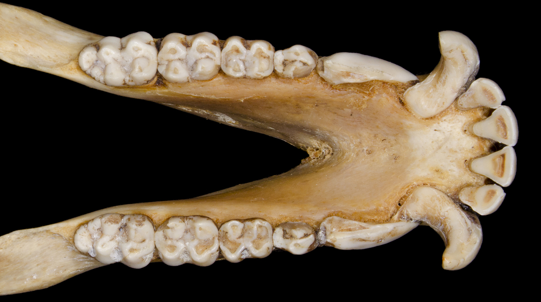 ltr5428