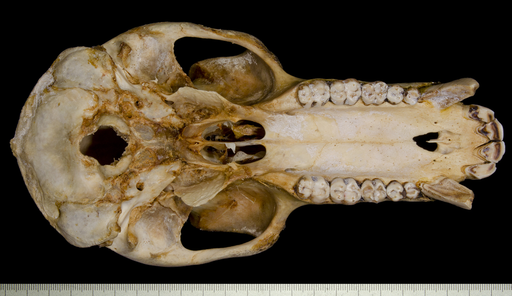 ventral5423