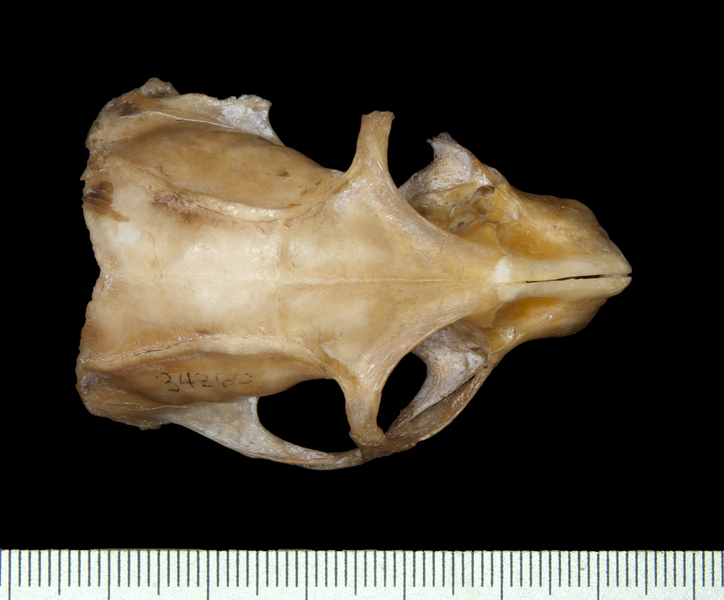 dorsal0100