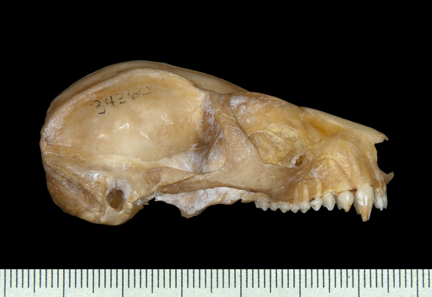lateral0101