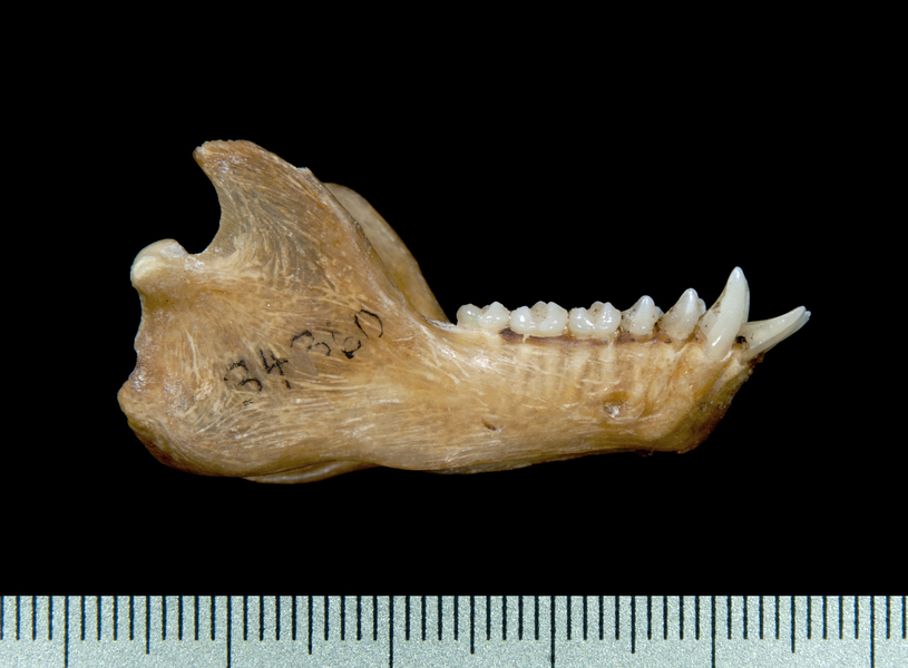 lower_lateral0106