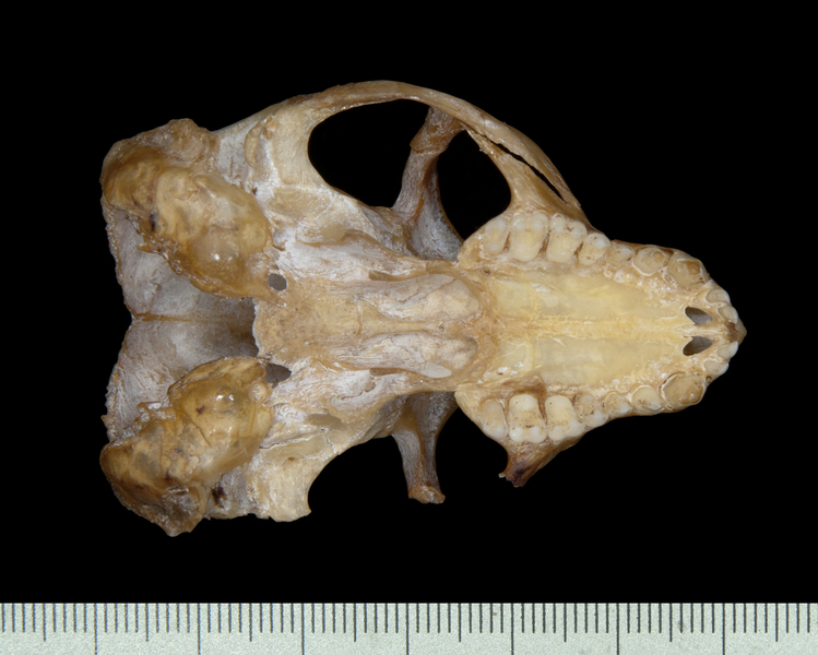ventral0102
