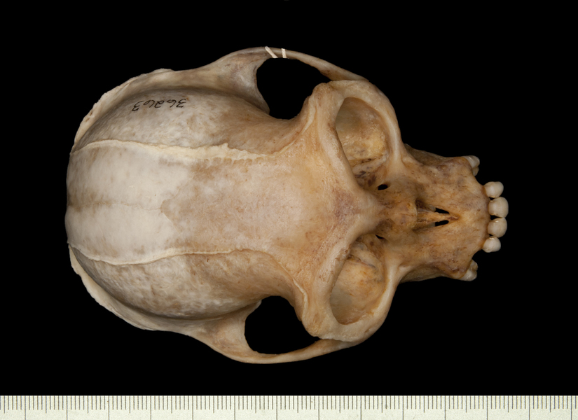 dorsal0071