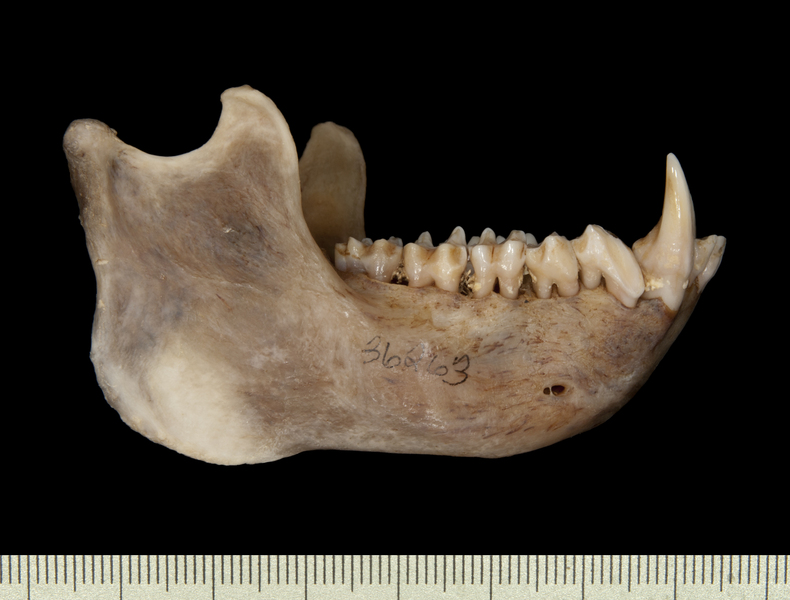 lower_lateral0076