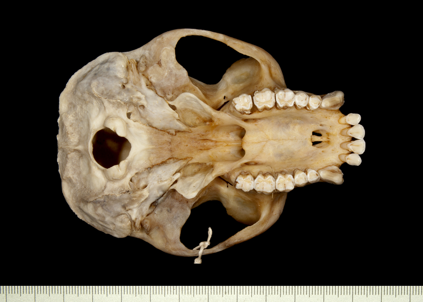 ventral0074