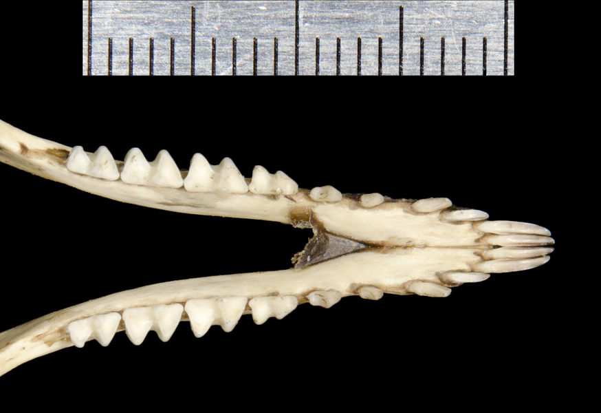 ltr0665