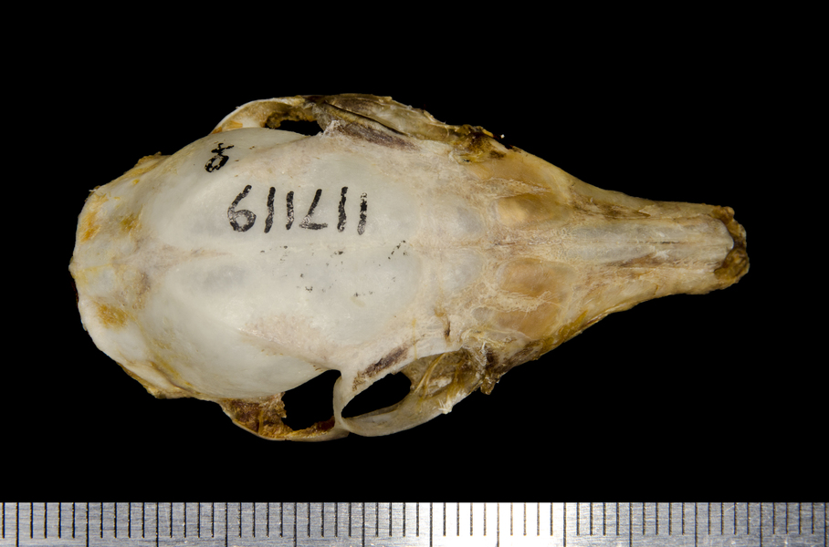 dorsal0670