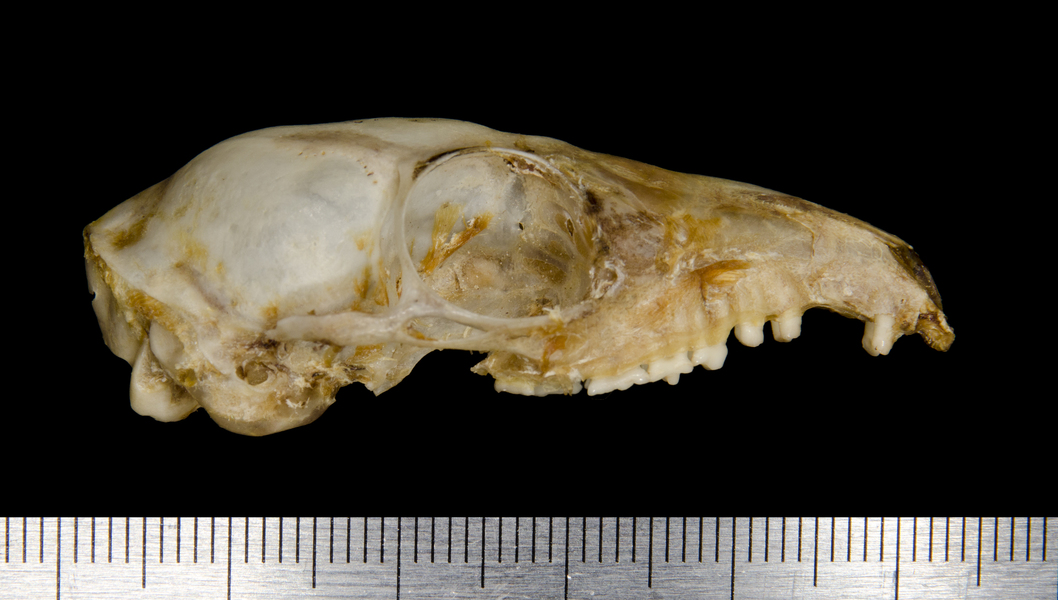 lateral0668