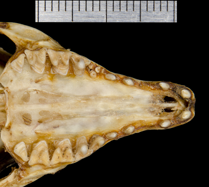 utr0657