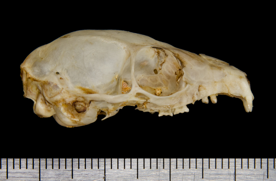 lateral0641