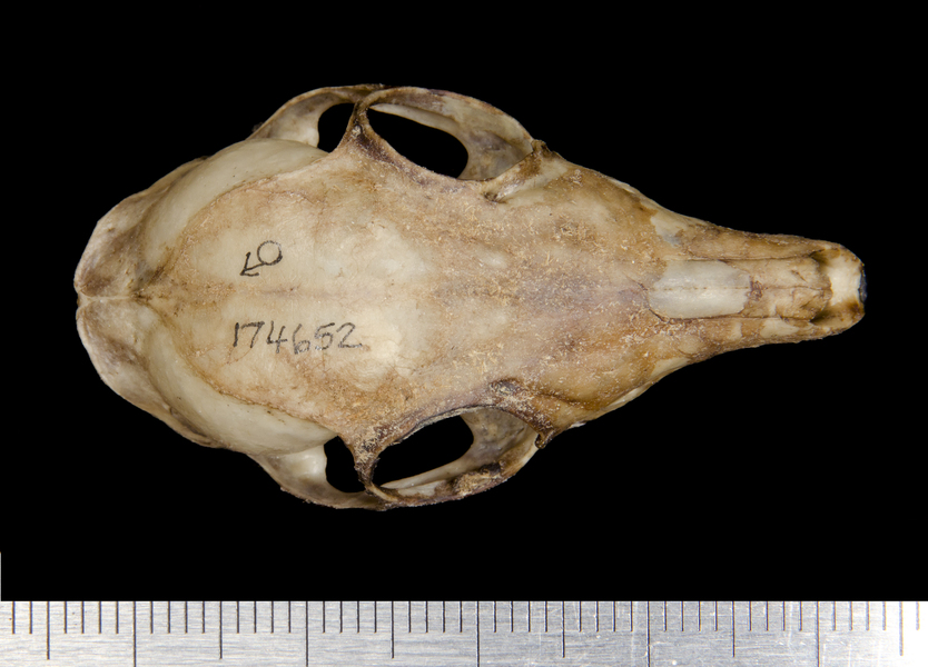 dorsal0649