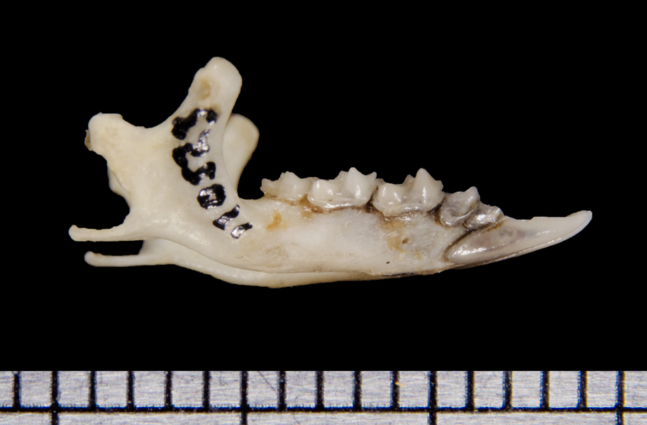 lower_lateral6451