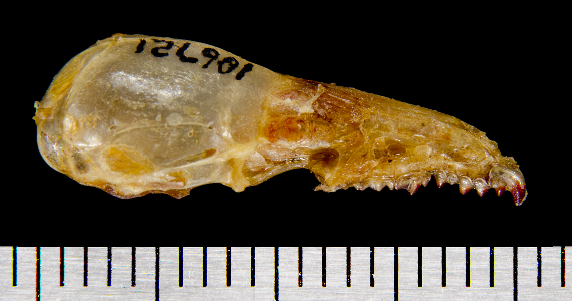 lateral8577