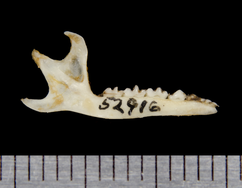 lower_lateral8703